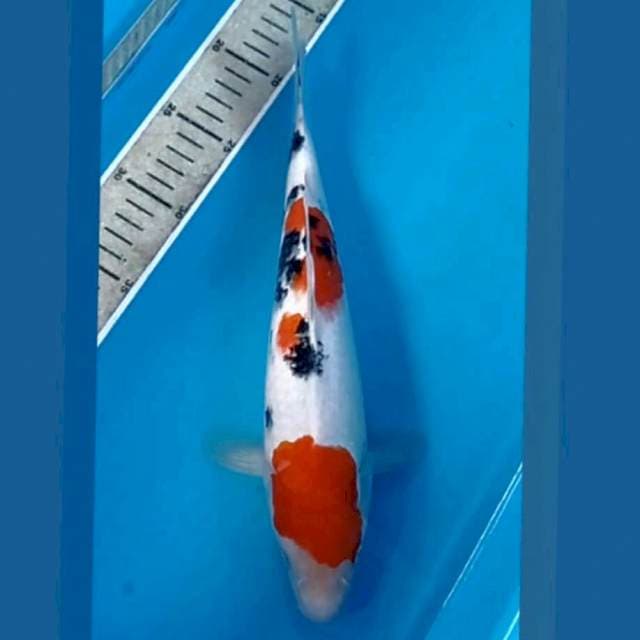 Sanke, 31 cm