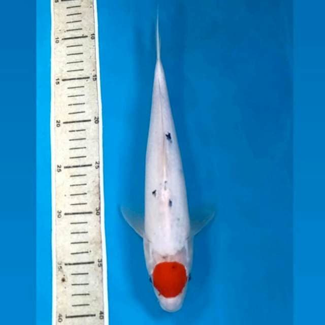 Tancho sanke, 30 cm