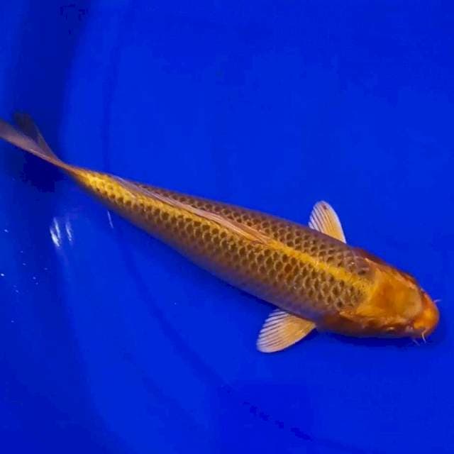Kin Matsuba 30cm