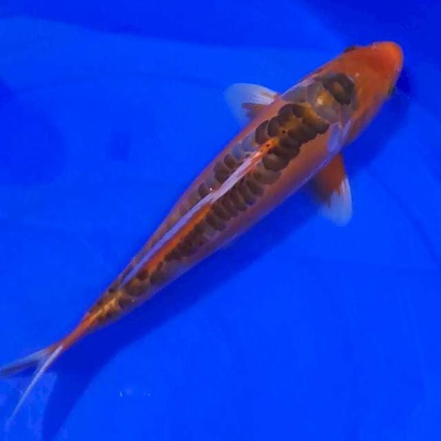 Hana Shusui 35cm