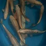 Paket 10 ekor platinum ginrin non ginrin, 