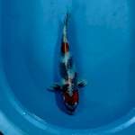 Kin showa 37cm