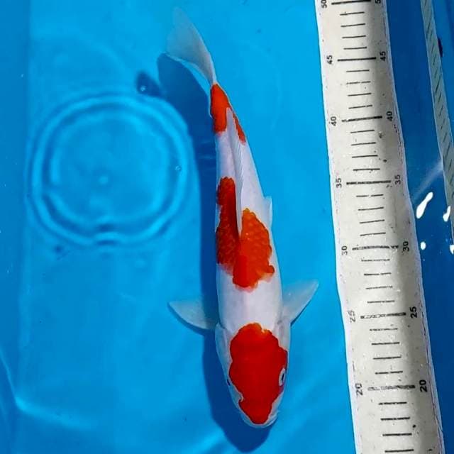 KOHAKU 30 CM