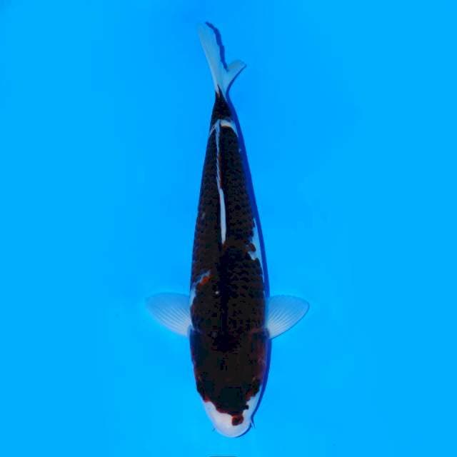 Budo Goromo Female 28cm