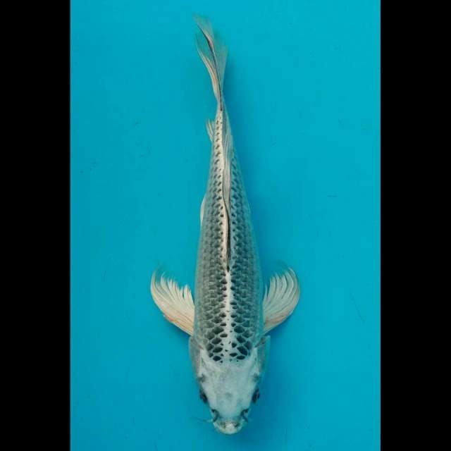 Slayer 36cm