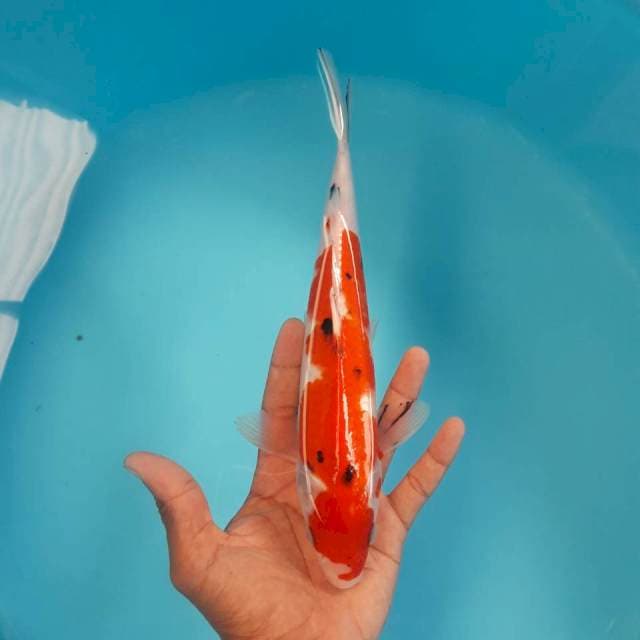 Sanke Maruten Ori 27cm