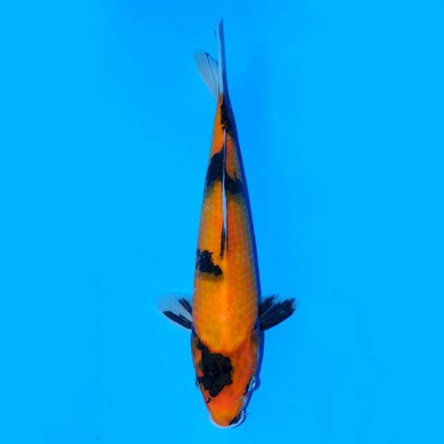 Hi Showa Sumi Pekat 26cm Female