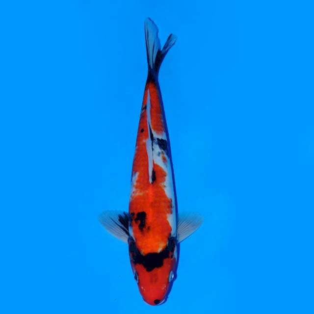 Showa Sanshoku 27cm Male