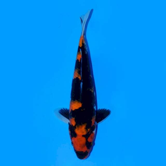 Hi Showa Male 26cm