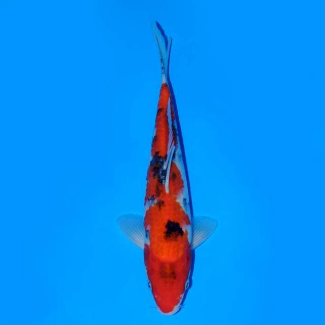 Sanke Male 23cm
