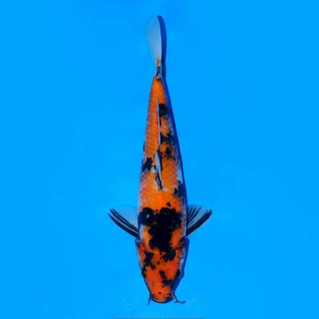 Hi Showa Male 28cm