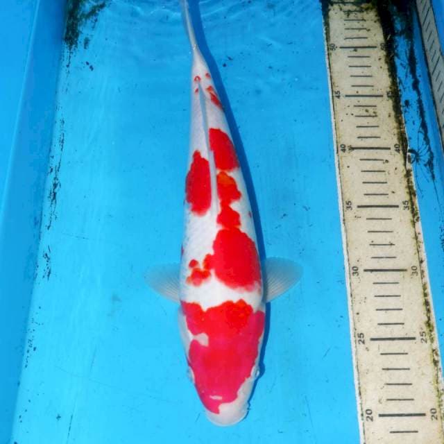 32CM KOHAKU SAKURA