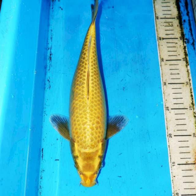 35CM CORNGOI