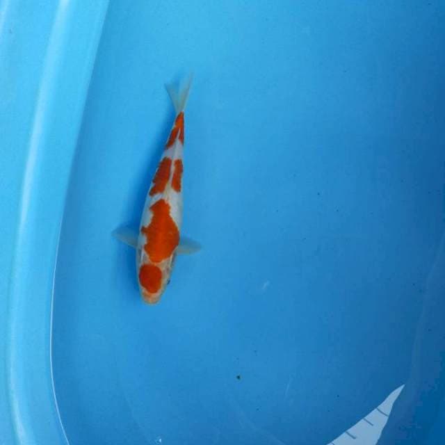 Maruten kohaku