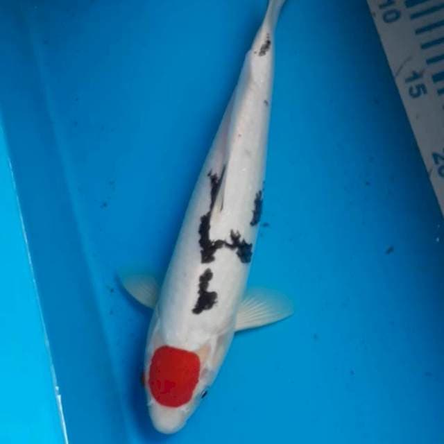 Tancho Sanke 31 cm