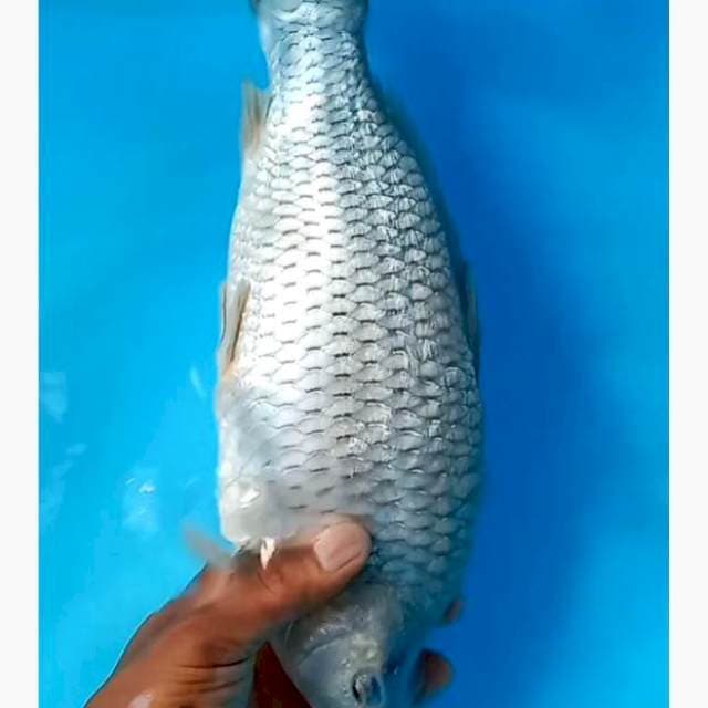 Soragoi ginrin punuk