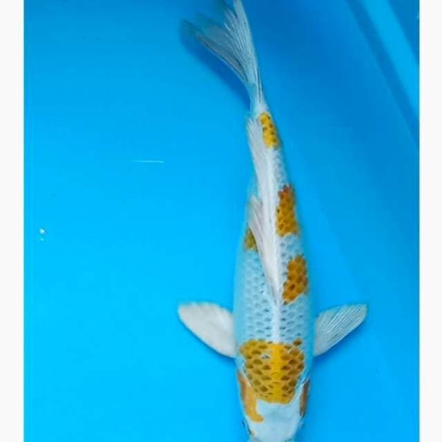 Hariwake kumpay