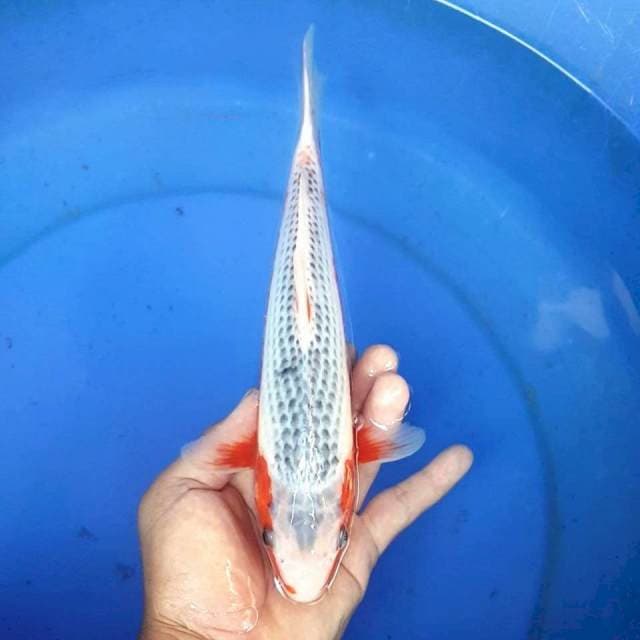 ASAGI MANTAB 30BU