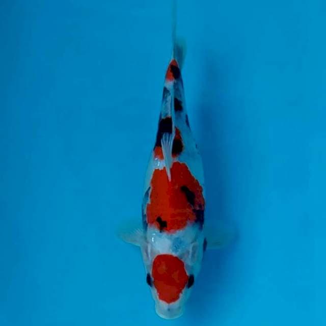 ORIGINAL KINDAI SHOWA 30 CM