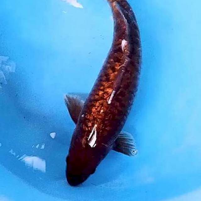 Chagoi ginrin M 33 cm