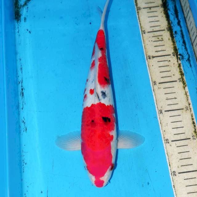 32cm SANKE RAPI