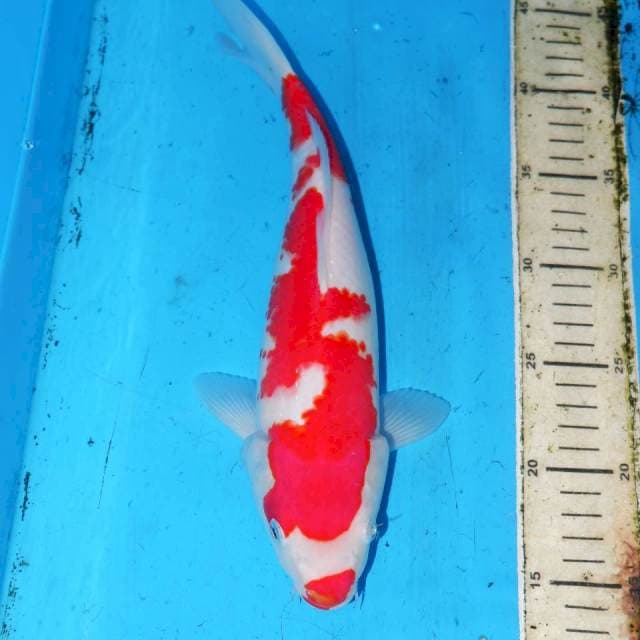 31cm ABSTRAK KOHAKU