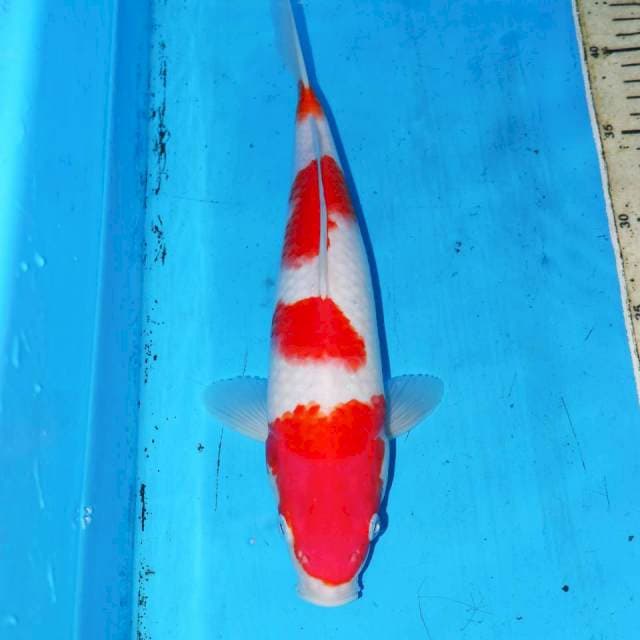 30cm YONDAN KOHAKU 4step