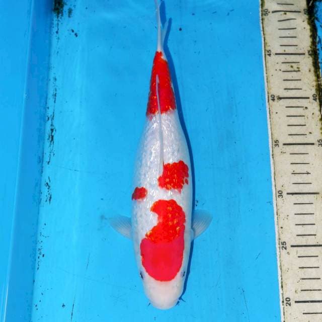 30cm GINDRIN KOHAKU