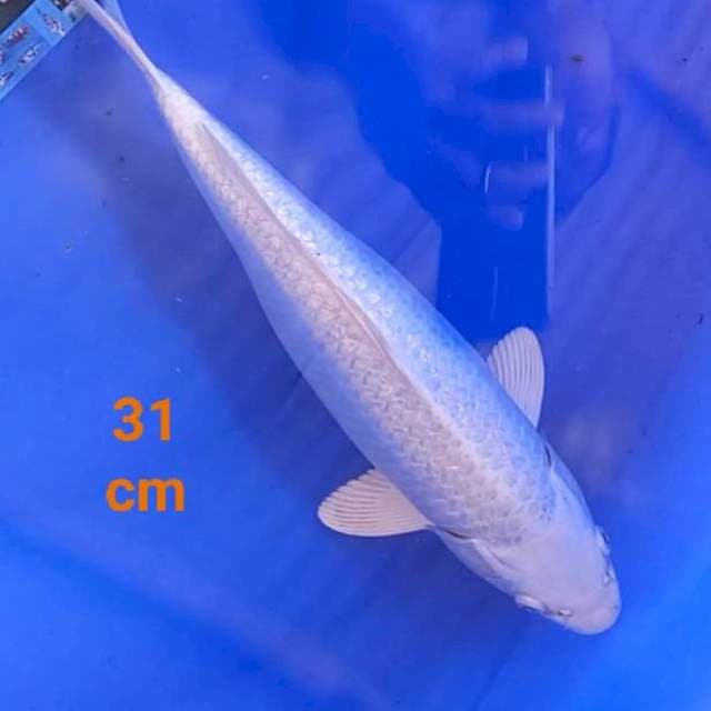 Platinum gindrin padat 31cm