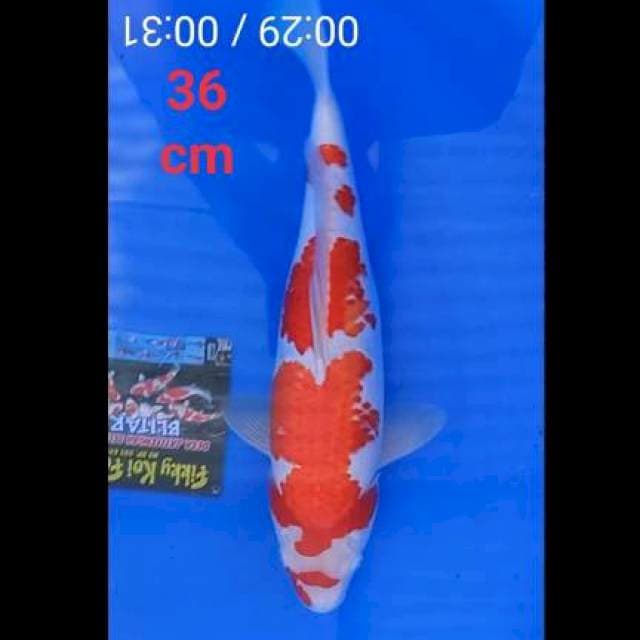 Kohaku 36 cm mantap jumbo