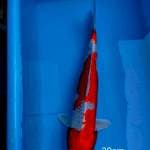 Kohaku 30cm