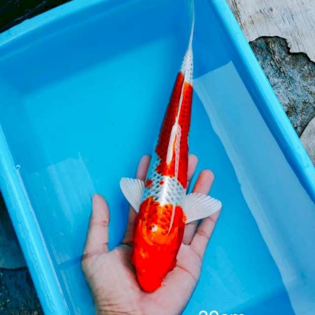 Kojaku 30cm