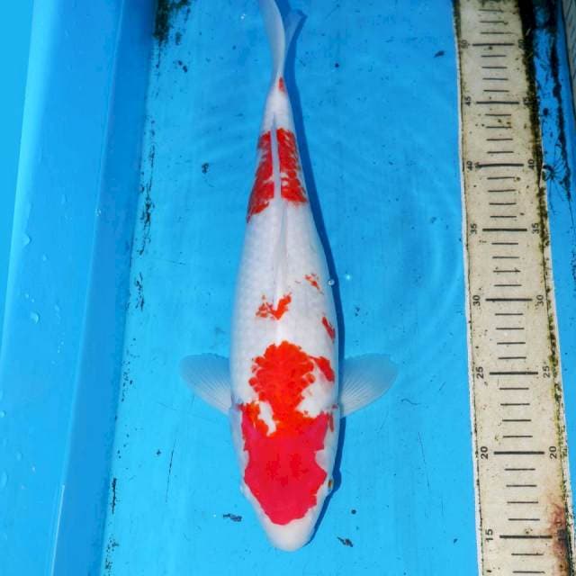 38cm KANOKO KOHAKU