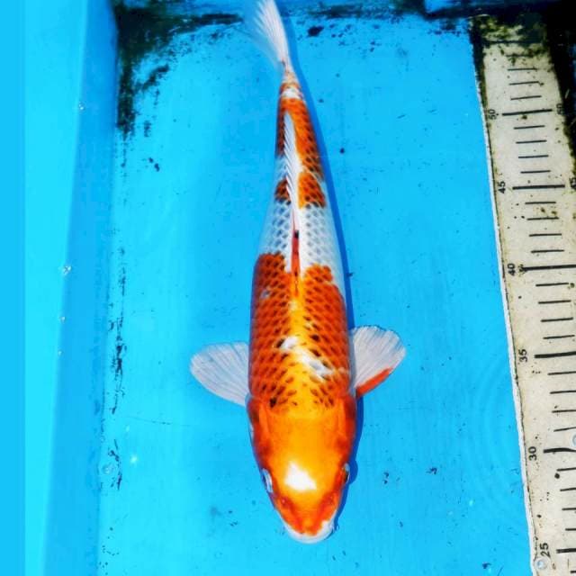 32cm F1 KOJAKU