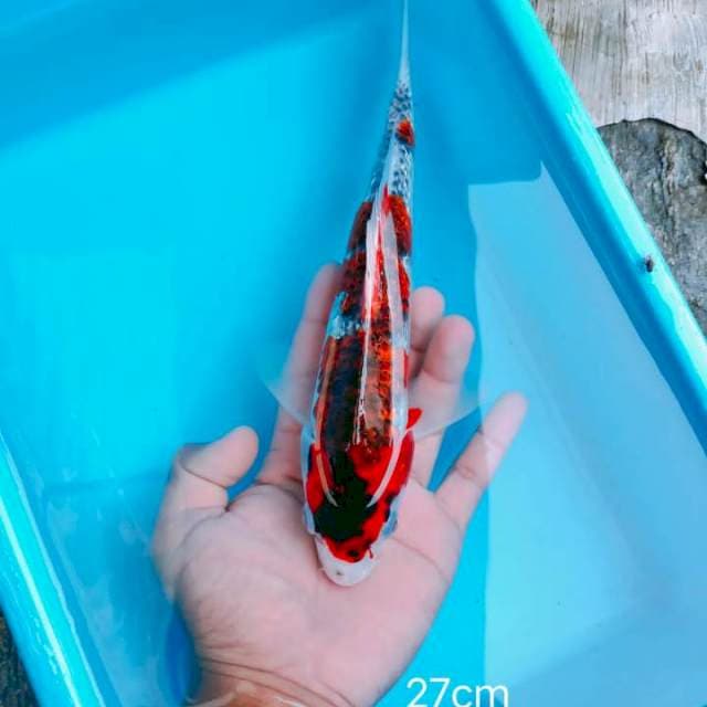 Goshiki Ginrin 27cm