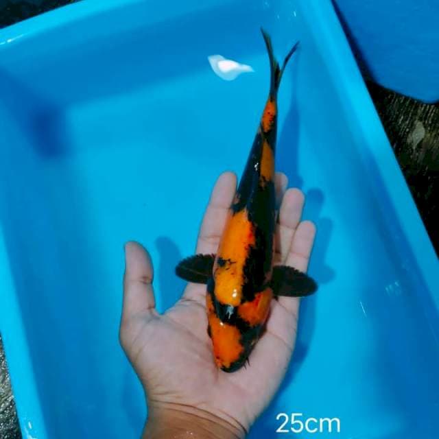Utsuri 25cm