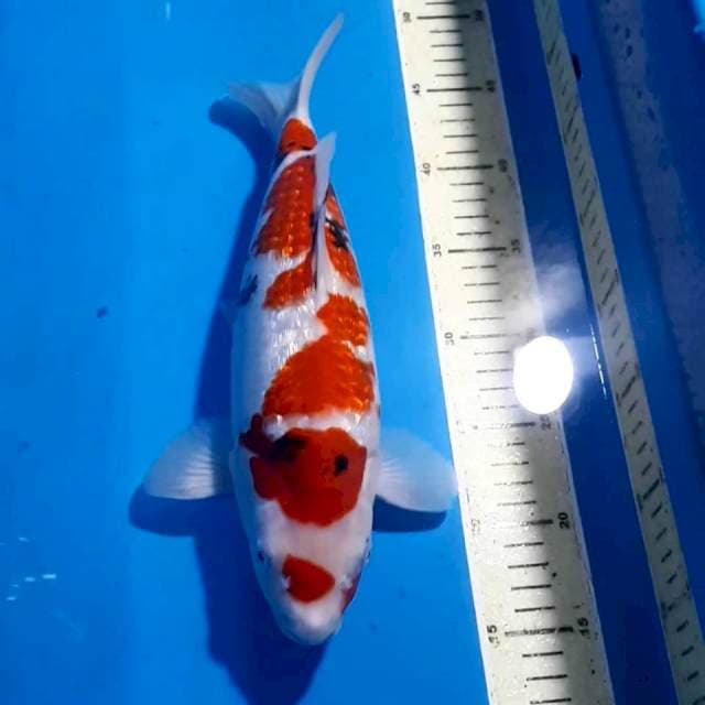 KOHAKU GINDRIN32 CM