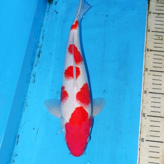 MIZUTAMA KOHAKU 35cm
