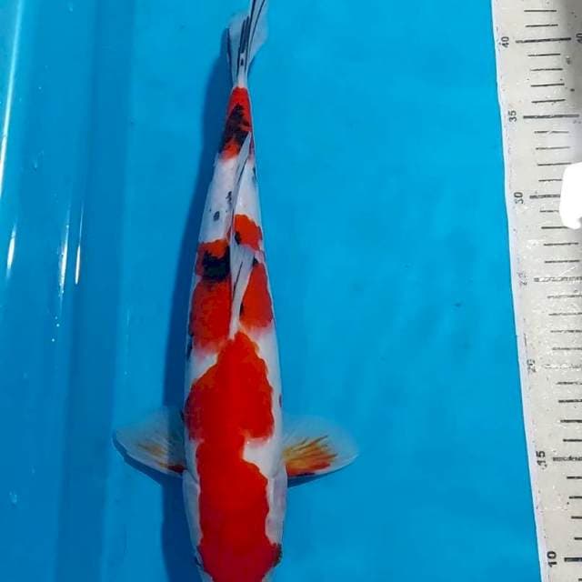 RED FIRE SANKE 35 CM