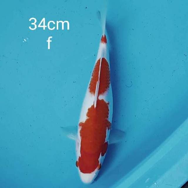 Kohaku 34cm 