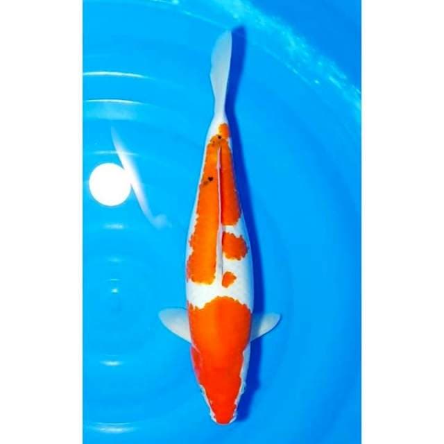 Bulky 2Step Sanke Original 40cm (F)