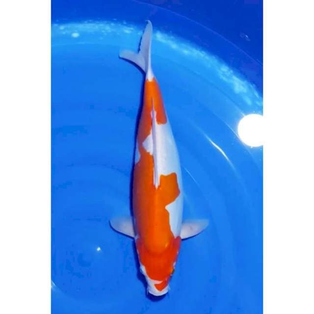 Bulky Doitsu Kohaku Original 38cm (F)