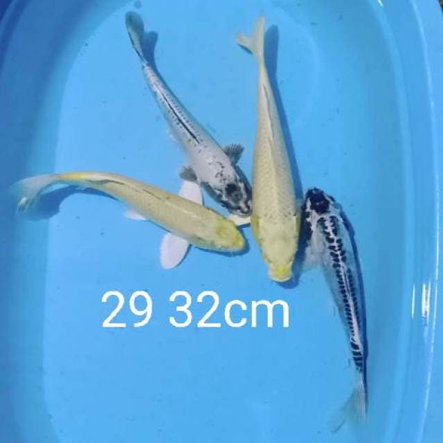 Polosan 4 ekor 29 32cm