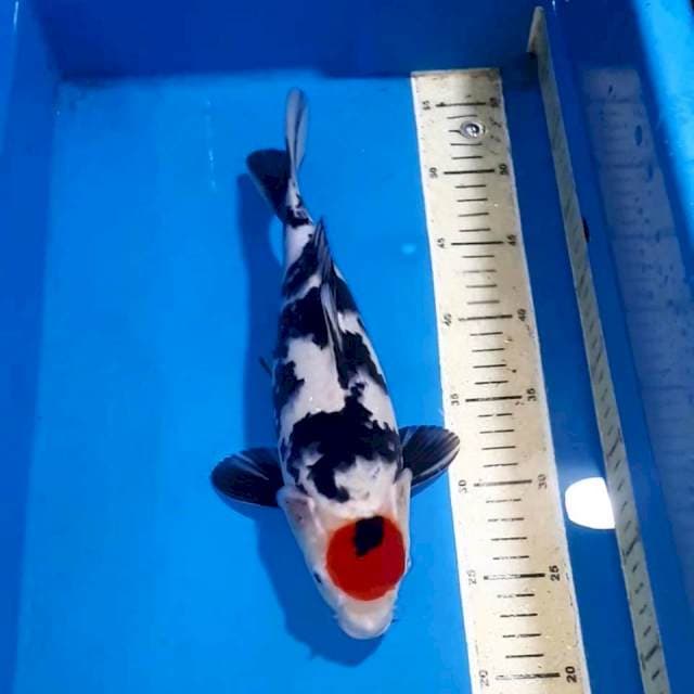 TANCHO 40 CM