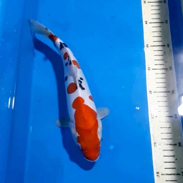 SANKE DOITSU 31 CM