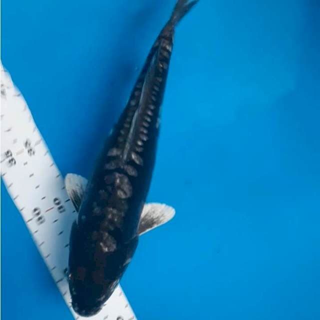 Kumonryu 25cm