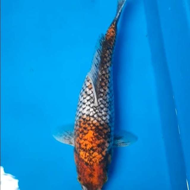 Beni matsukawabake 32cm
