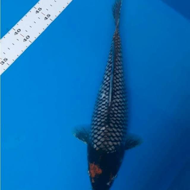 Matsukawabake 30cm