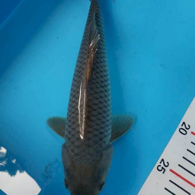 SORAGOI 29 CM