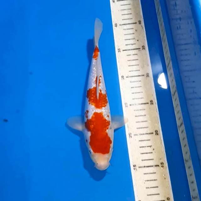 KOHAKU GINDRIN 25 CM